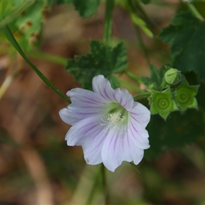 Malva preissiana at Carrathool, NSW - 24 Sep 2024