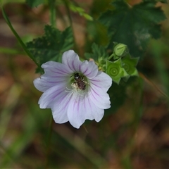 Malva preissiana at Carrathool, NSW - 24 Sep 2024