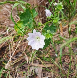 Malva preissiana at Carrathool, NSW - 24 Sep 2024