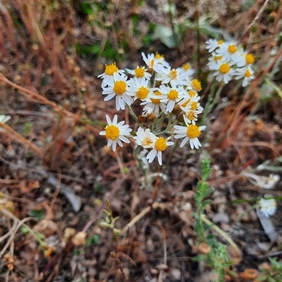 Unverified Daisy at Carrathool, NSW - 24 Sep 2024 by MB