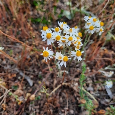 Unidentified Daisy at Carrathool, NSW - 24 Sep 2024 by MB