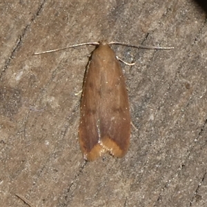 Tachystola acroxantha at Charleys Forest, NSW - suppressed