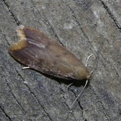 Tachystola acroxantha at Charleys Forest, NSW - suppressed