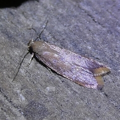 Tachystola acroxantha at Charleys Forest, NSW - 26 Sep 2024