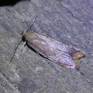 Tachystola acroxantha at Charleys Forest, NSW - suppressed