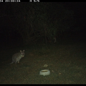 Aepyprymnus rufescens at Shannondale, NSW - 24 Sep 2024 08:33 PM