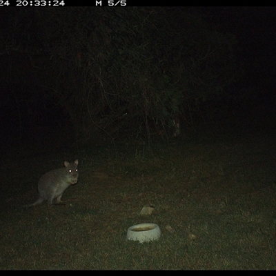 Aepyprymnus rufescens (Rufous Bettong) at Shannondale, NSW - 24 Sep 2024 by PEdwards