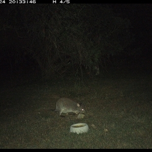 Aepyprymnus rufescens at Shannondale, NSW - 24 Sep 2024 08:33 PM