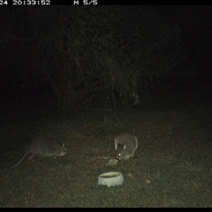 Aepyprymnus rufescens at Shannondale, NSW - 24 Sep 2024 08:33 PM