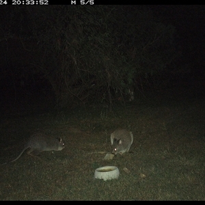 Aepyprymnus rufescens at Shannondale, NSW - 24 Sep 2024