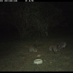 Aepyprymnus rufescens at Shannondale, NSW - 24 Sep 2024 08:33 PM