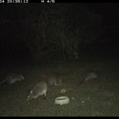 Aepyprymnus rufescens at Shannondale, NSW - 24 Sep 2024 08:33 PM