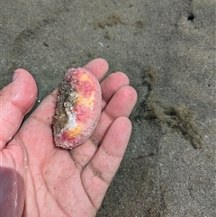 Unidentified Sea Cucumber at Dundowran Beach, QLD - 26 Sep 2024 by BlueBowerArt