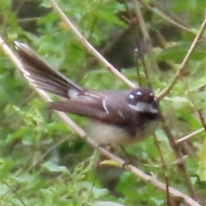 Rhipidura albiscapa at Kangaroo Valley, NSW - 27 Sep 2024