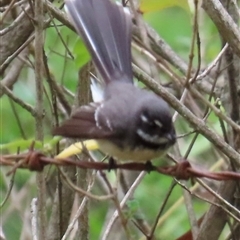 Rhipidura albiscapa at Kangaroo Valley, NSW - 27 Sep 2024