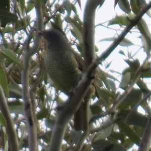 Ptilonorhynchus violaceus at Kangaroo Valley, NSW - 27 Sep 2024