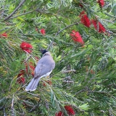 Philemon corniculatus (Noisy Friarbird) at Kangaroo Valley, NSW - 26 Sep 2024 by lbradley