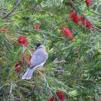 Philemon corniculatus (Noisy Friarbird) at Kangaroo Valley, NSW - 27 Sep 2024 by lbradley