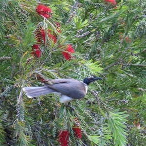 Philemon corniculatus at Kangaroo Valley, NSW - 27 Sep 2024