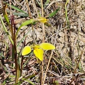 Diuris chryseopsis at Fadden, ACT - suppressed