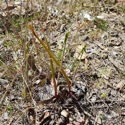 Thelymitra (Genus) (Sun Orchid) at Fadden, ACT - 27 Sep 2024 by Mike
