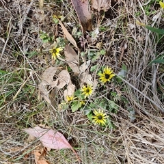 Arctotheca calendula (Capeweed, Cape Dandelion) at Fadden, ACT - 26 Sep 2024 by Mike