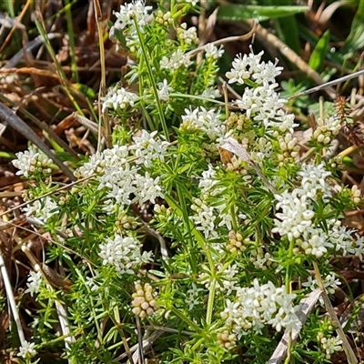 Asperula conferta (Common Woodruff) at O'Malley, ACT - 27 Sep 2024 by Mike