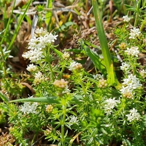 Asperula conferta at O'Malley, ACT - 27 Sep 2024