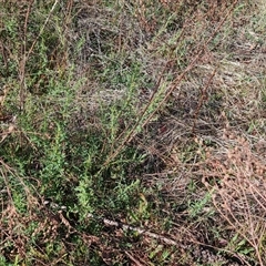 Hypericum perforatum (St John's Wort) at O'Malley, ACT - 26 Sep 2024 by Mike