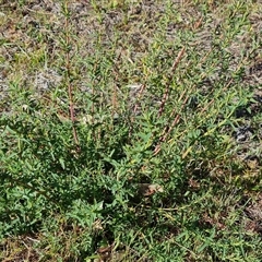 Hypericum perforatum at O'Malley, ACT - 27 Sep 2024