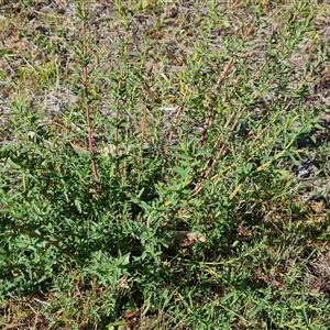 Hypericum perforatum at O'Malley, ACT - 27 Sep 2024