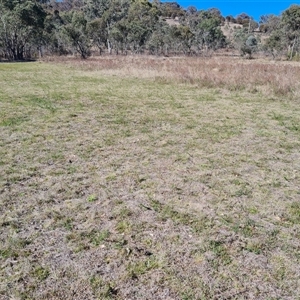 Hypericum perforatum at O'Malley, ACT - 27 Sep 2024