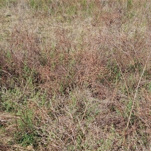 Hypericum perforatum at O'Malley, ACT - 27 Sep 2024