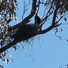 Gymnorhina tibicen (Australian Magpie) at O'Malley, ACT - 27 Sep 2024 by Mike