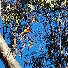 Platycercus eximius (Eastern Rosella) at O'Malley, ACT - 27 Sep 2024 by Mike