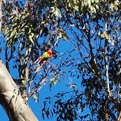 Platycercus eximius (Eastern Rosella) at O'Malley, ACT - 27 Sep 2024 by Mike