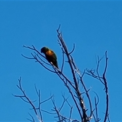 Trichoglossus moluccanus (Rainbow Lorikeet) at O'Malley, ACT - 27 Sep 2024 by Mike