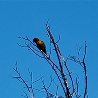 Trichoglossus moluccanus (Rainbow Lorikeet) at O'Malley, ACT - 27 Sep 2024 by Mike