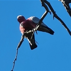 Eolophus roseicapilla (Galah) at O'Malley, ACT - 27 Sep 2024 by Mike