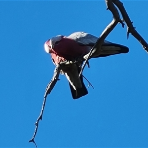 Eolophus roseicapilla at O'Malley, ACT - 27 Sep 2024 07:38 AM