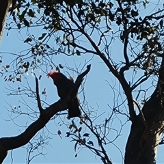 Callocephalon fimbriatum (Gang-gang Cockatoo) at O'Malley, ACT - 26 Sep 2024 by Mike