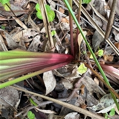 Dianella longifolia at Kangaroo Valley, NSW - 27 Sep 2024 by lbradley