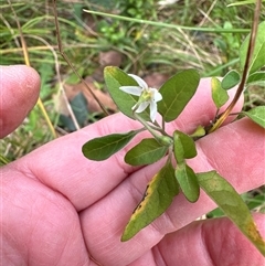 Solanum chenopodioides at Kangaroo Valley, NSW - suppressed