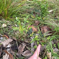 Solanum chenopodioides at Kangaroo Valley, NSW - suppressed