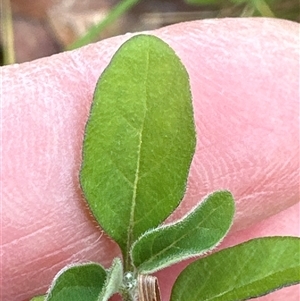 Solanum chenopodioides at Kangaroo Valley, NSW - suppressed