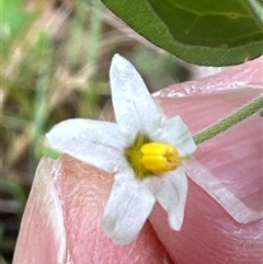 Solanum chenopodioides at Kangaroo Valley, NSW - suppressed