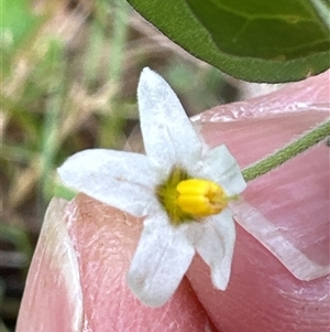 Solanum chenopodioides at Kangaroo Valley, NSW - suppressed