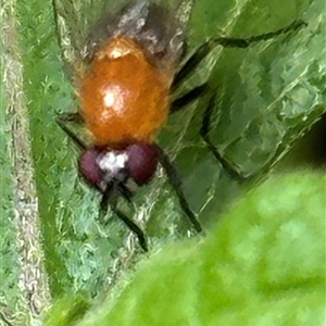 Sapromyza sp. (genus) at Kangaroo Valley, NSW - suppressed