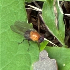 Sapromyza sp. (genus) at Kangaroo Valley, NSW - suppressed