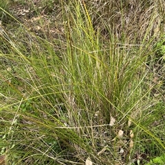 Carex appressa (Tall Sedge) at Kangaroo Valley, NSW - 27 Sep 2024 by lbradley